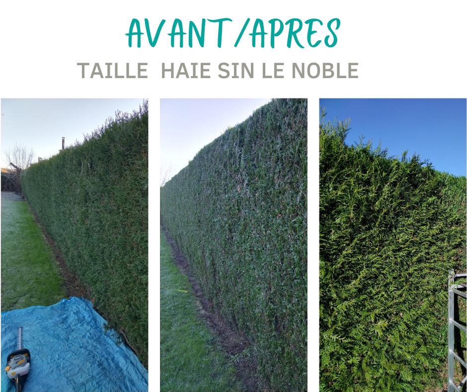 TAILLE HAIE SIN LE NOBLE